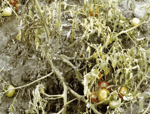Fusarium Wilt