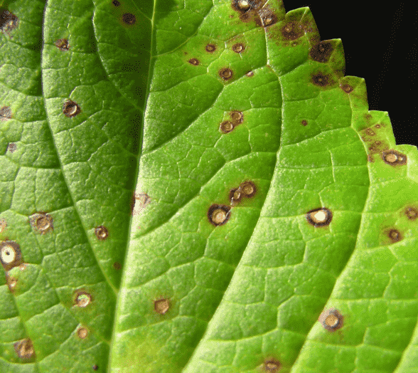 Leaf Spot