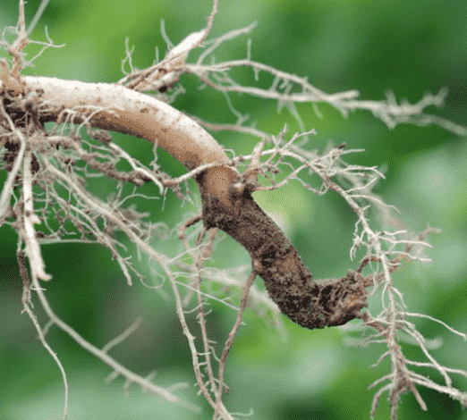 Root Rot