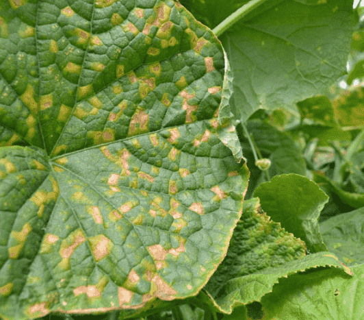 Downy Mildew