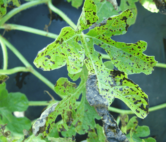 Downy Mildew