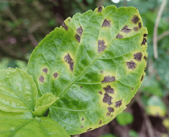 Leaf Spot