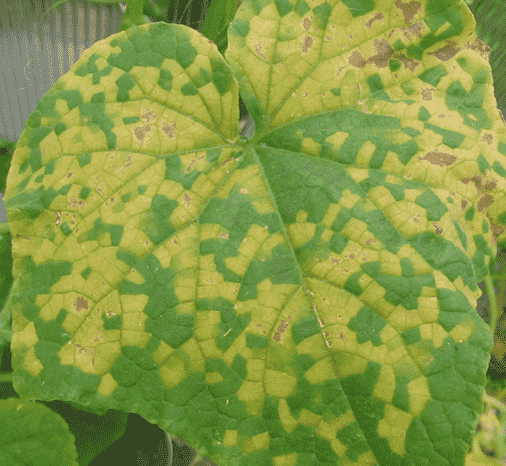 Downy Mildew