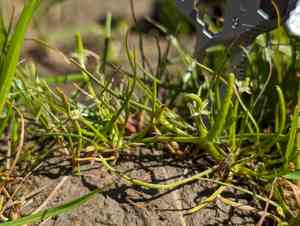 Mousetails (Myosurus)(Myosurus)