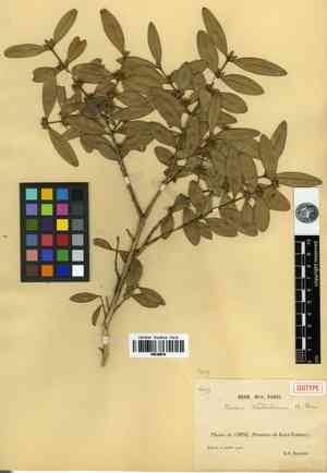 Bodinier's boxwood(Buxus bodinieri)