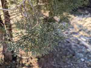 Arizona cypress(Cupressus arizonica)