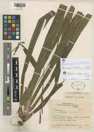 Walking Iris(Neomarica gracilis)