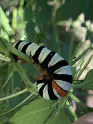 Agarista (Agarista)(Agarista)