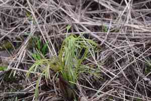 Peucedanum (Peucedanum)(Peucedanum)
