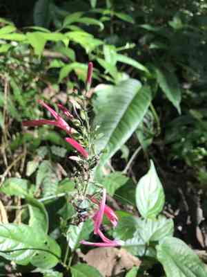 Dianthera secunda(Dianthera secunda)