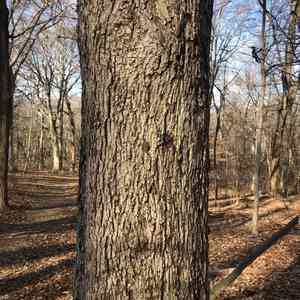 Mockernut hickory(Carya alba)