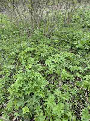 Glade Mallow (Napaea)(Napaea)