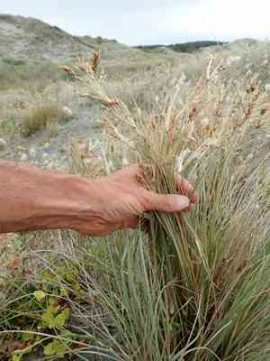 Spinifex (Spinifex)(Spinifex)
