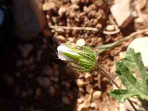 Marshmallows (Althaea)(Althaea)