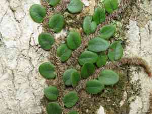 Snakeferns (Microgramma)(Microgramma)
