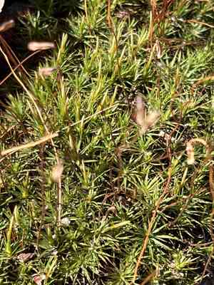 Ohio haircap moss(Polytrichastrum ohioense)