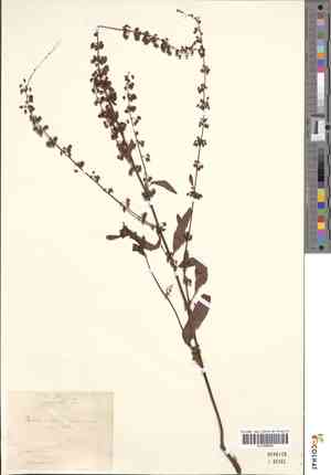 Sorrel(Rumex pratensis)
