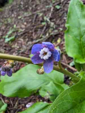 Great Hound's Tongue(Adelinia grande)