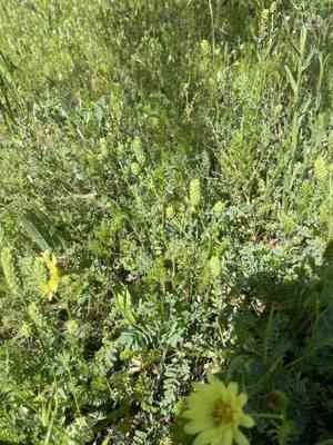 Prairie burnet(Poteridium annuum)