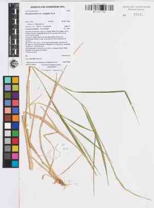 Blue lawngrass(Garnotia stricta)