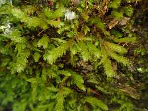 Menzies' metaneckera moss(Metaneckera menziesii)