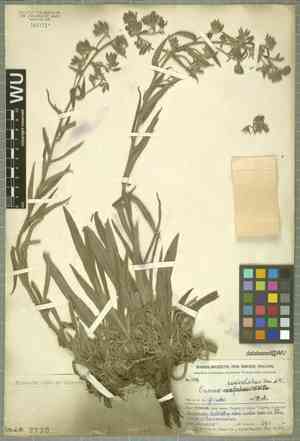 Redroot gromwell(Onosma paniculatum)