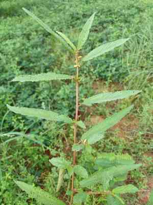 Corchorus (Corchorus)(Corchorus)