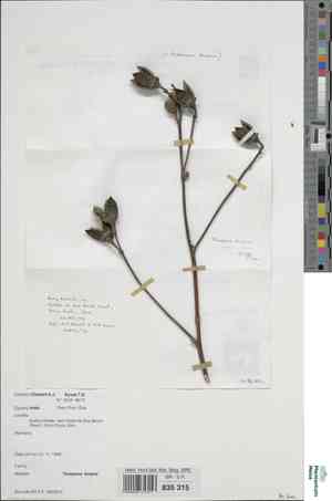 Common mallow(Thespesia lampas)