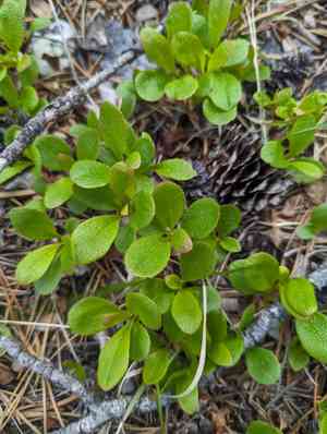 Red fruit bearberry(Arctostaphylos rubra)