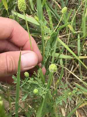 Prairie burnet(Poteridium annuum)