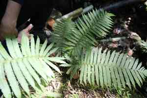 Sphaerostephanos (Sphaerostephanos)(Sphaerostephanos)