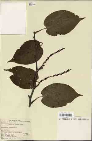 Spur leaf(Tetracentron sinense)