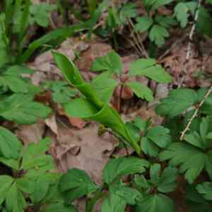 Lily of the valley (Convallaria)(Convallaria)