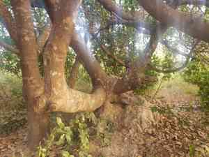 Cashews (Anacardium)(Anacardium)