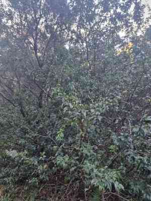 Myrtles (Myrtus)(Myrtus)