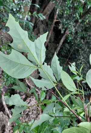 Crateva adansonii formosensis(Crateva formosensis)