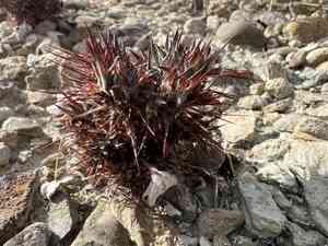 Spineflowers (Chorizanthe)(Chorizanthe)