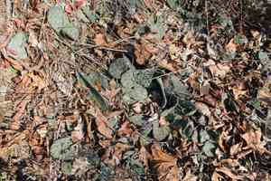 Cockspur pricklypear(Opuntia pusilla)