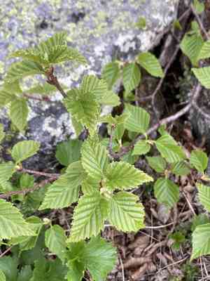 Dwarf white birch(Betula minor)