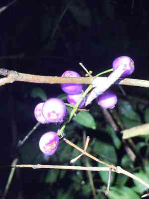 Lillipillies(Syzygium hainanense)