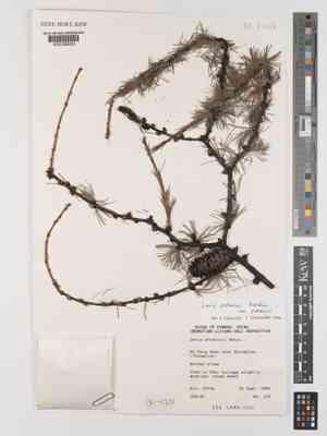 Chinese larch(Larix potaninii)