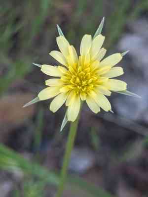 Lindleys silverpuffs(Microseris lindleyi)