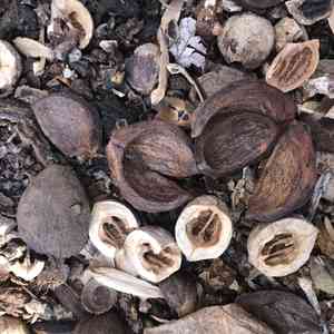 Mockernut hickory(Carya alba)