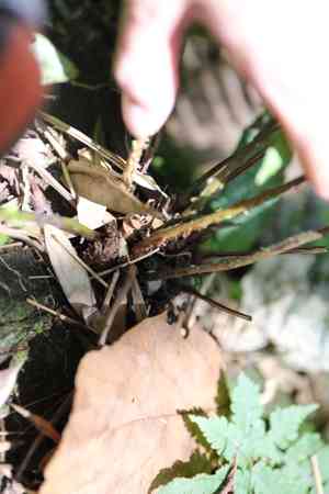 Sphaerostephanos (Sphaerostephanos)(Sphaerostephanos)