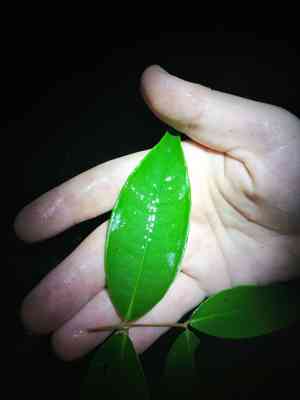 Lillipillies(Syzygium hainanense)