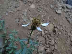 Olympic mountain aster(Eucephalus paucicapitatus)