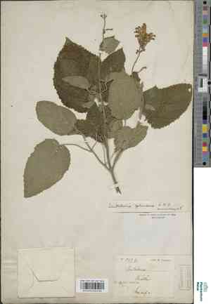 Scutellaria cordifolia(Scutellaria cordifolia)