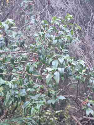 Myrtles (Myrtus)(Myrtus)
