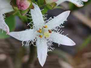 Bogbean (Menyanthes)(Menyanthes)