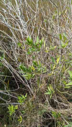 Marsh elders (Iva)(Iva)